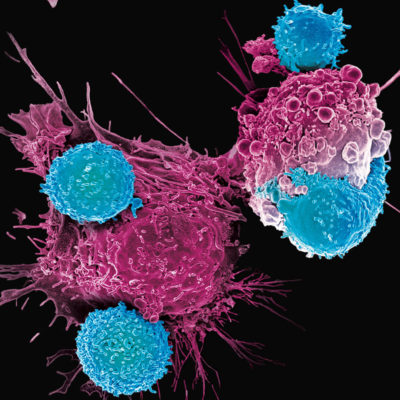 t-cells