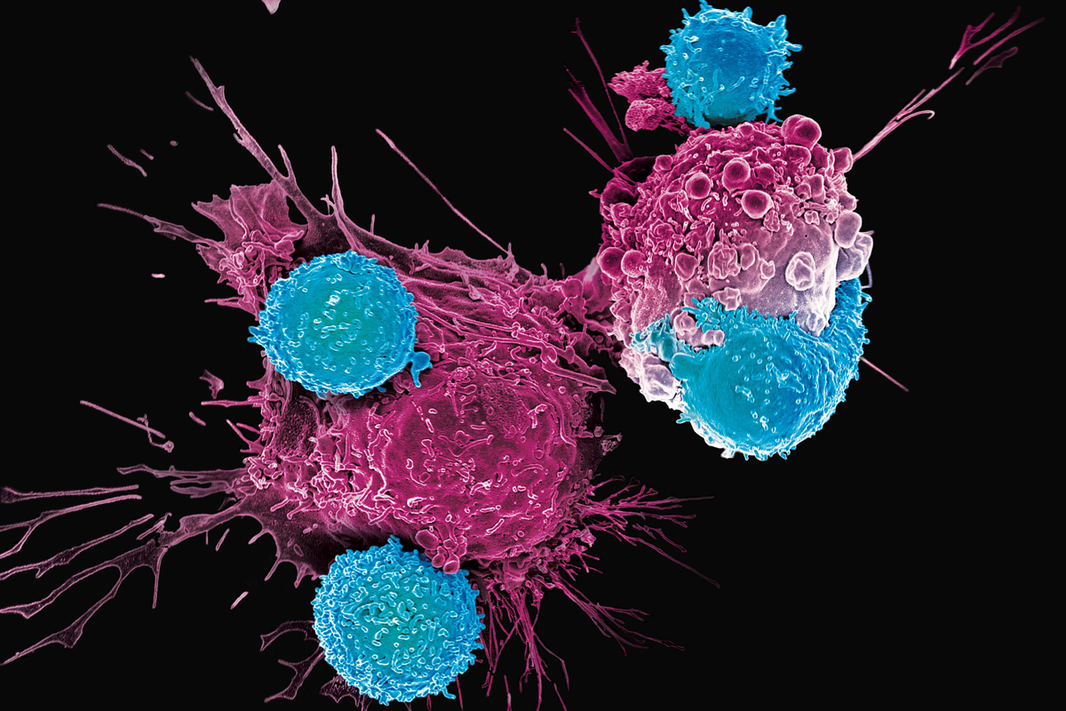 t-cells