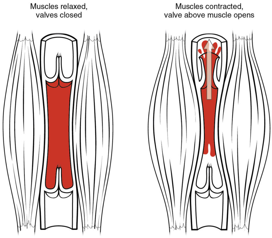 calves