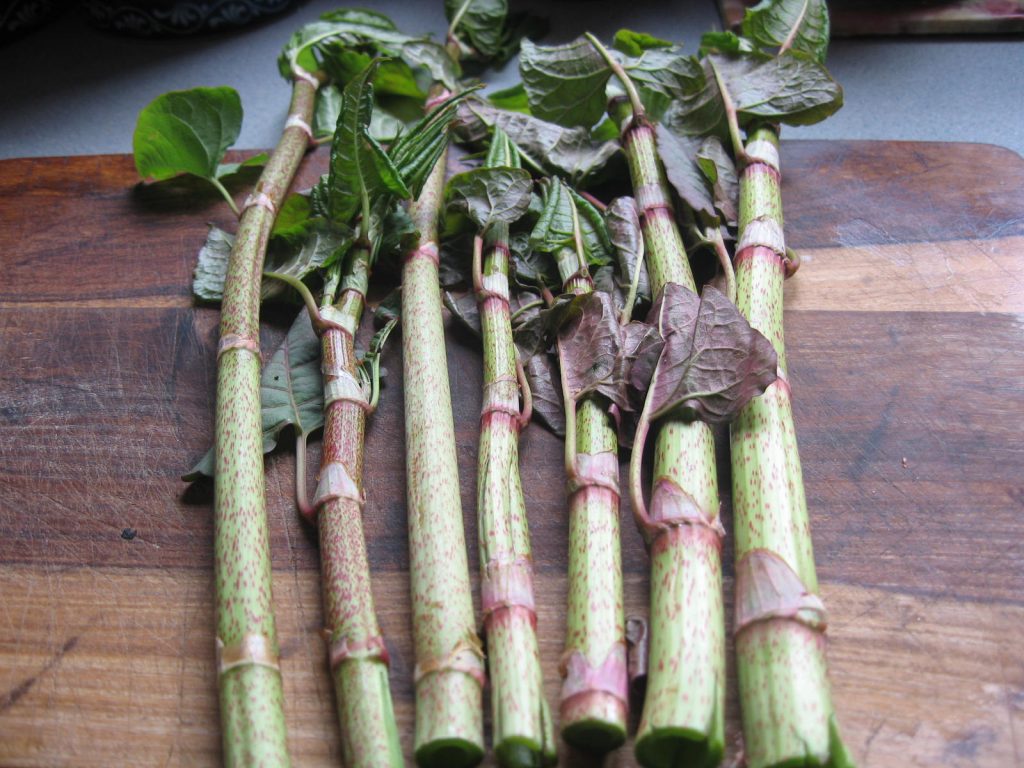 Japanese Knotweed A Potent Antioxidant Women Fitness