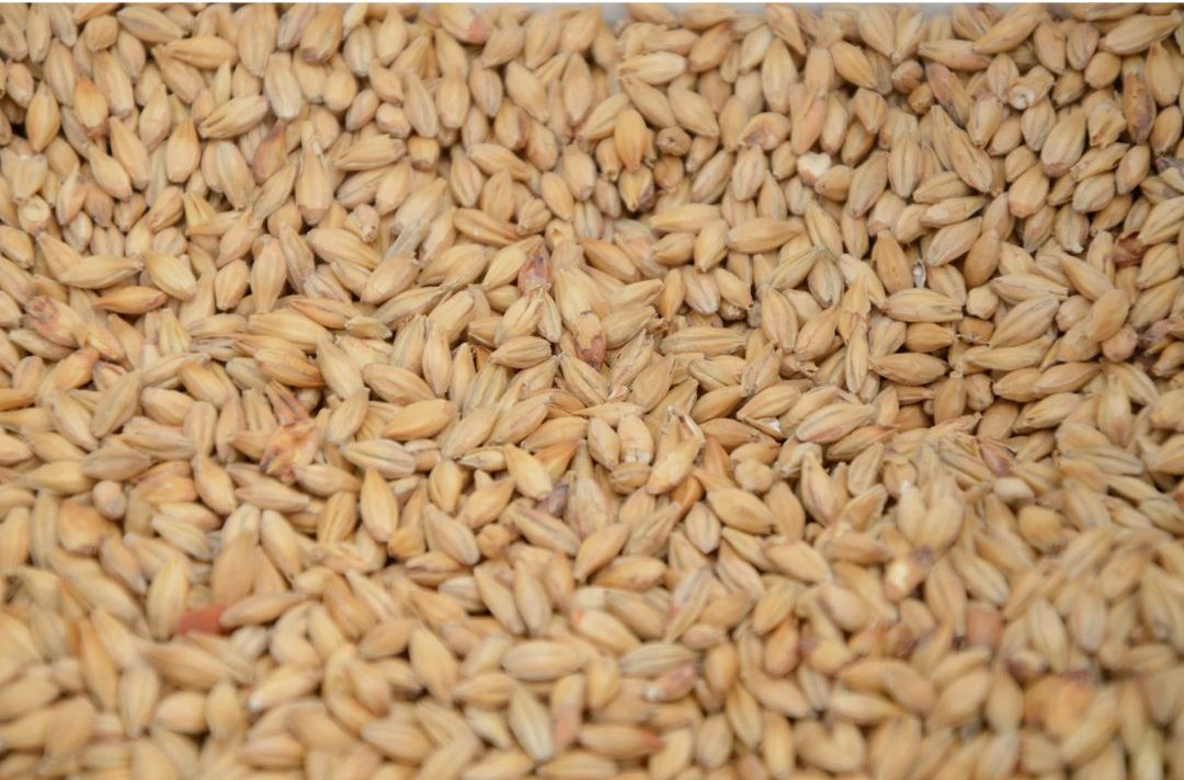 malt