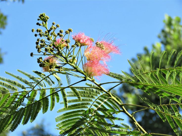 Albizzia : The Wonder Herb of Happiness