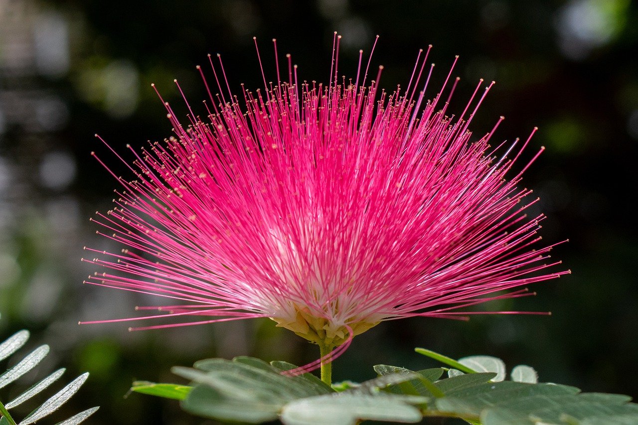 Albizzia : The Wonder Herb of Happiness