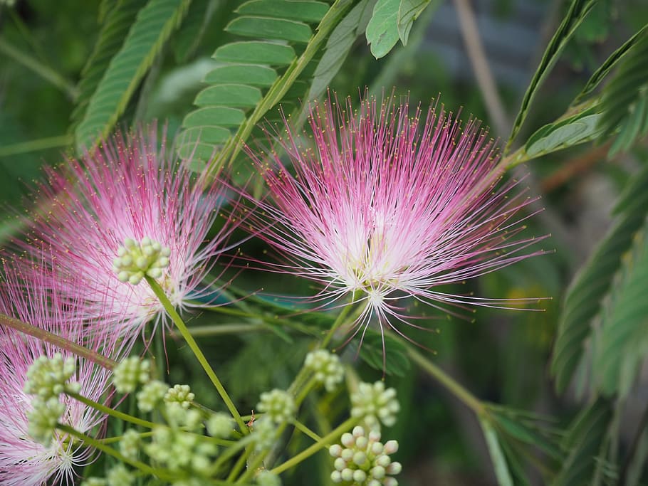 Albizzia : The Wonder Herb of Happiness