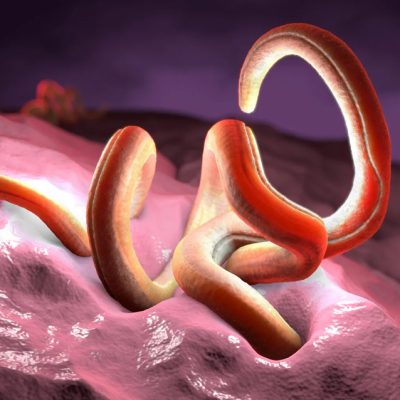 Gut Bacteria Train Intestine