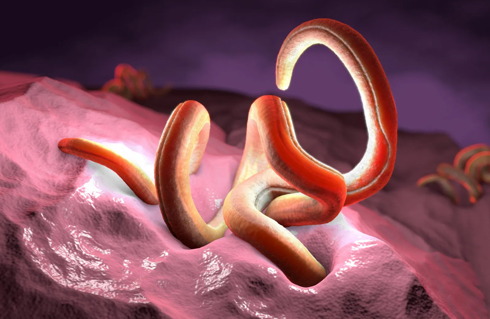Gut Bacteria Train Intestine