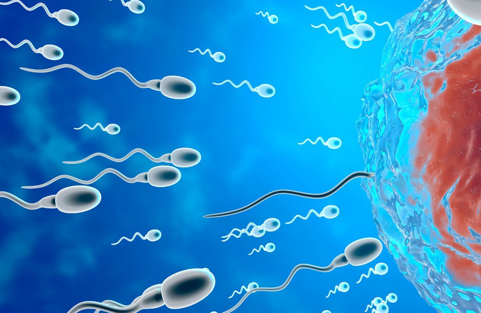 Sperm Race